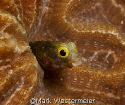 Checking things out - Image taken in Bonaire with a D100,... by Mark Westermeier 